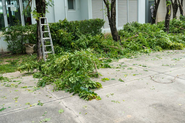 How Our Tree Care Process Works  in  Fredonia, NY